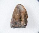 Ceratopsid Dinosaur Tooth - Two Medicine Formation #17649-1